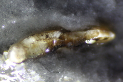 Neogobius melanostomus