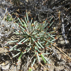 Ephedra frustillata