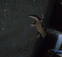 Hemidactylus frenatus