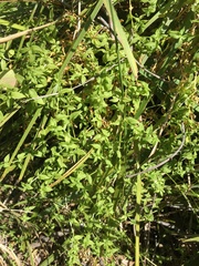 Stellaria flaccida