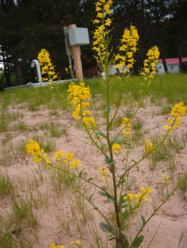 Black Mustard