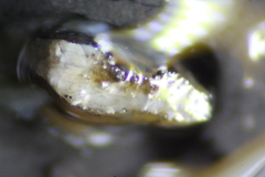 Neogobius melanostomus