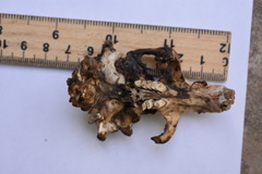 Cratogeomys fumosus