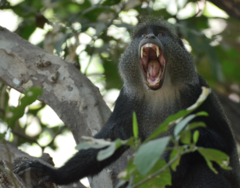 Cercopithecus mitis manyaraensis