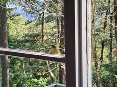 Zosterornis whiteheadi