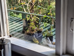 Zosterornis whiteheadi