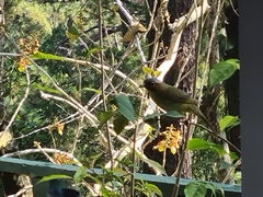 Zosterornis whiteheadi