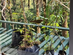 Zosterornis whiteheadi