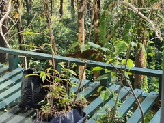 Zosterornis whiteheadi