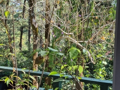 Zosterornis whiteheadi