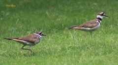 Charadrius vociferus