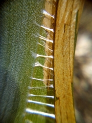 Donacostola notabilis