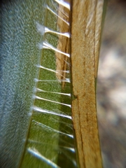 Donacostola notabilis