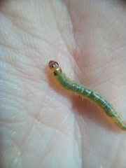 Donacostola notabilis