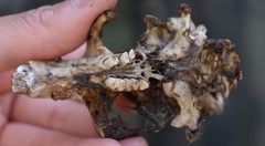 Cratogeomys fumosus