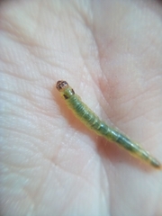 Donacostola notabilis