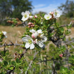 Escallonia virgata