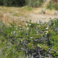 Escallonia virgata