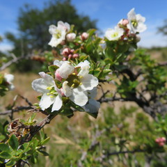 Escallonia virgata