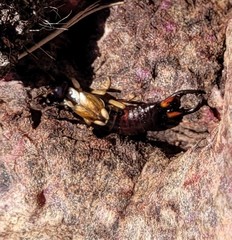 Forficula auricularia