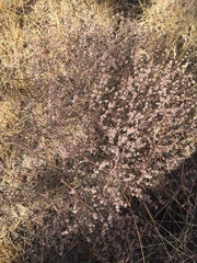 Eriogonum baileyi