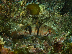 Paralabrax nebulifer