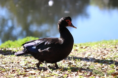 Cairina moschata domestica