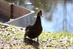 Cairina moschata domestica