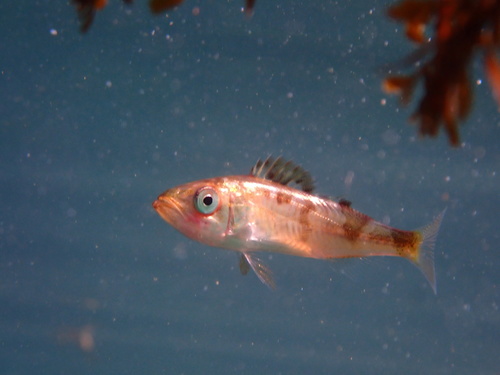 Bocaccio (Sebastes paucispinis) — Sebastidae — 5