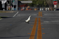 Anas platyrhynchos domesticus