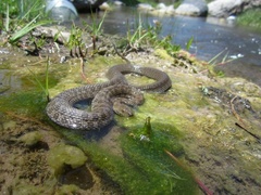 Thamnophis rufipunctatus