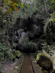 Eleutherodactylus cooki