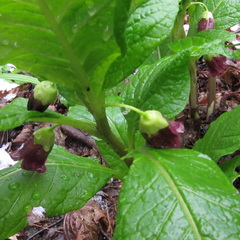 Scopolia caucasica