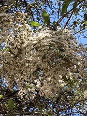 Vernonanthura patens