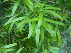 Podocarpus elatus