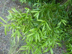 Podocarpus elatus