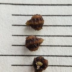 Plagiobothrys canescens