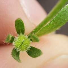 Plagiobothrys acanthocarpus