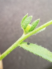 Plagiobothrys acanthocarpus