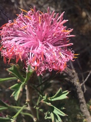 Isopogon dubius