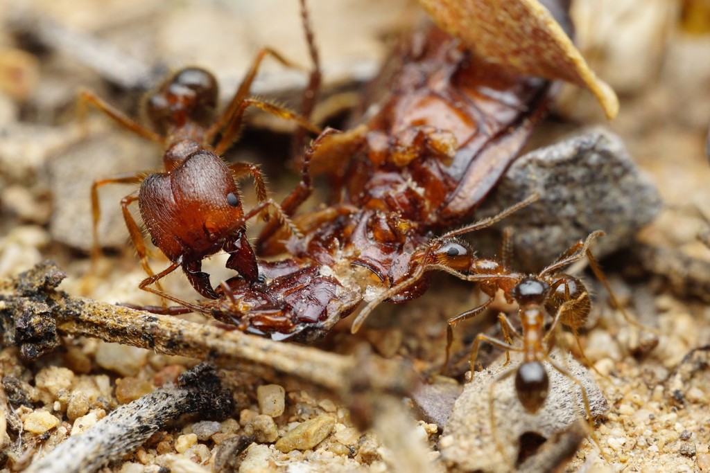 Blunt-spined Big-headed Ant