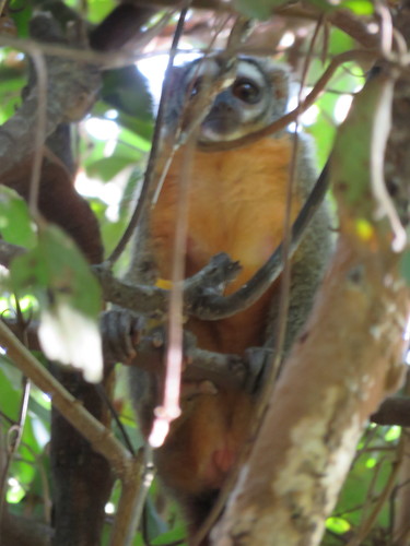 Aotus azarae