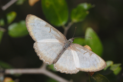 Mestra hersilia apicalis