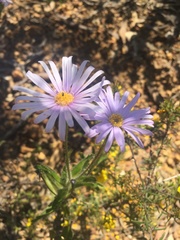 Brachyscome iberidifolia