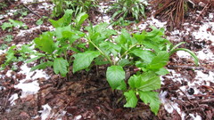 Scopolia caucasica