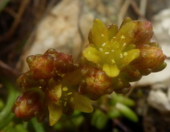 Sedum alpestre