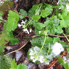 Pachyphragma macrophyllum