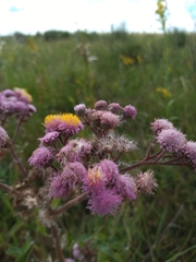 Urolepis hecatantha