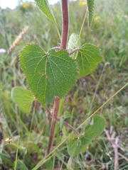 Urolepis hecatantha
