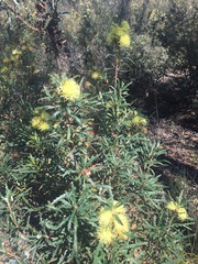 Banksia polycephala